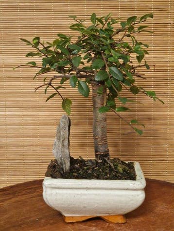 Chinese iep bonsai (Ulmus parviflora) - Hoogte (boom): 18 cm