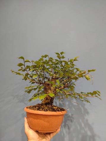 Bonsai van Ulmus pumila - Hoogte (boom): 25 cm - Diepte
