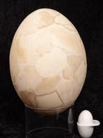 Olifantsvogel - Gefossiliseerd ei - Aepyornis maximus - 32