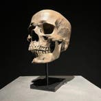 Beeld, NO RESERVE PRICE - Human Skull Replica on custom