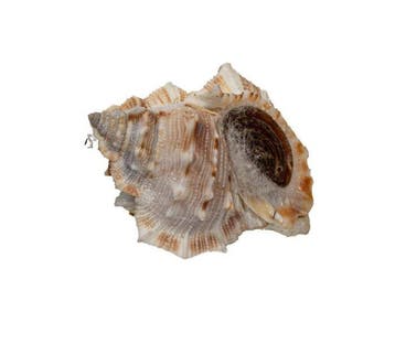 Bufonaria rana 50 mm GEM met operculum | Zeldzame, Nieuw