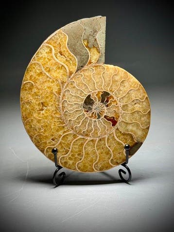 Prachtige decoratieve gele ammoniet - Gefossiliseerde schelp, Verzamelen