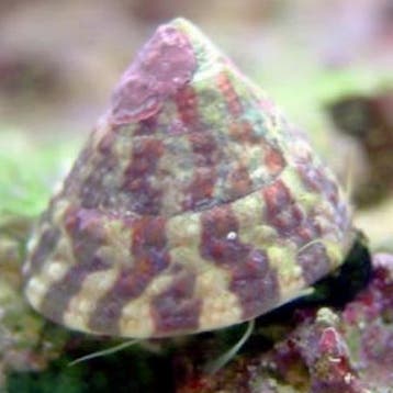 Trochus Histrio slak, Dieren en Toebehoren, Ophalen of Verzenden, Nieuw
