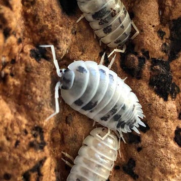 Isopod Porcellio laevis Dairy Cow, Nieuw