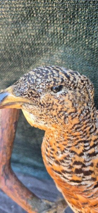 Groot tétras - Taxidermie wandmontage - Tetrao urogallus -, Nieuw