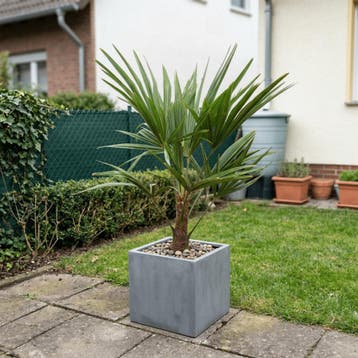 Green Bubble - Trachycarpus Fortunei - 85cm - Ø20 cm, Tuin en Terras, Ophalen of Verzenden