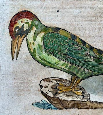 Conrad Gesner - Vogelbuch - 1617