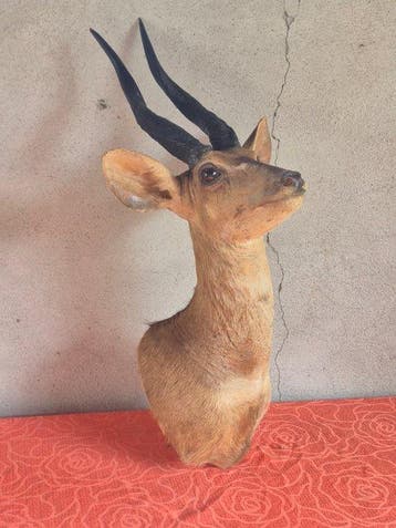 Guib geharnast - Taxidermie wandmontage - Tragelaphus, Nieuw