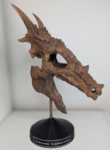 Fossiele schedel - Dracorex hogswartsia - Museum-Grade