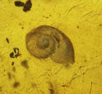 Birmese barnsteen - Barnsteen - 34 mm - 19 mm (Zonder