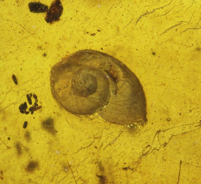 Birmese barnsteen - Barnsteen - 34 mm - 19 mm (Zonder, Verzamelen, Mineralen en Fossielen