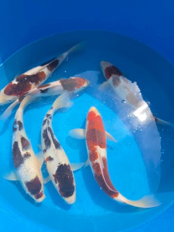 Outdoor showroom voor koi, vijvers en waterplanten, Karper of Koi