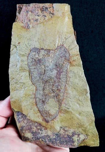 Primitieve spons – uitzonderlijk behoud!!! - Gefossiliseerd
