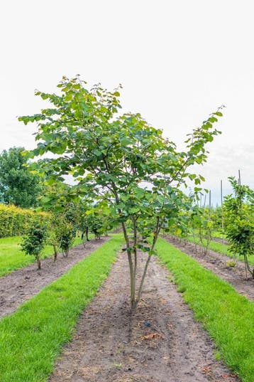 Cercis siliquastrum meerstammig, Tuin en Terras