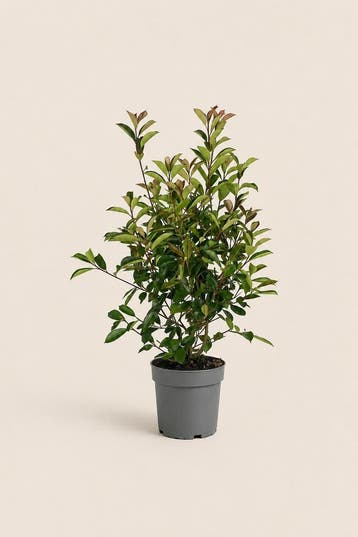 Photinia Red Robin | Kleurrijke glansmispelhaag, Tuin en Terras, Verzenden, Laurier, Haag, 100 tot 250 cm