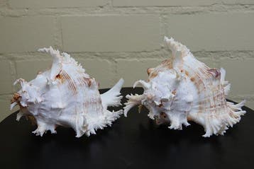 Branched Murex Sea Snail Shell Schelpdier - Chicoreus, Nieuw