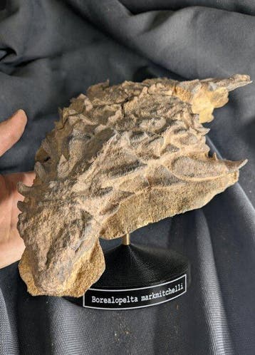 Fossiel skelet - “Mummified” Borealopelta markmitchelli -