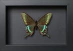 Vlinder Taxidermie volledige montage - Papilio maackii