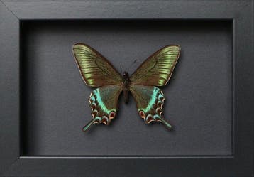 Vlinder Taxidermie volledige montage - Papilio maackii