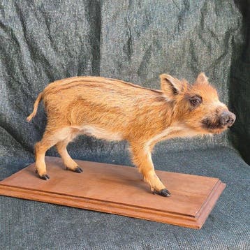 Marcassin - Taxidermie wandmontage - Sus scrofa - Grand, Nieuw