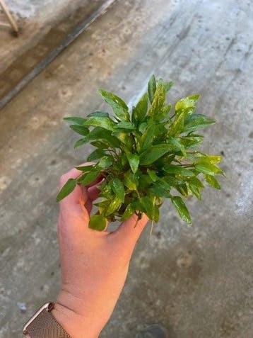 Cryptocoryne Wendtii Groen (Aquariumplanten), Dieren en Toebehoren, Verzenden, Nieuw, Plant(en), Steen of Hout