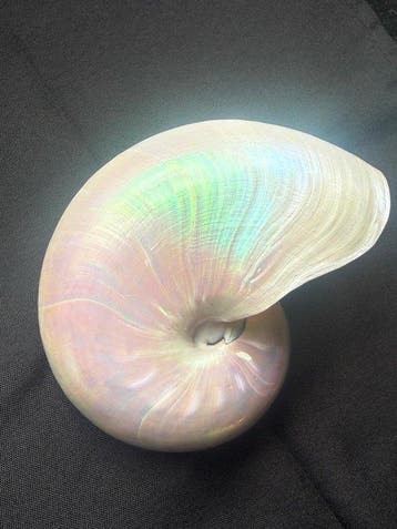 Zeeslak Zeeschelp - Nautilus Pompilius (Zonder minimumprijs)