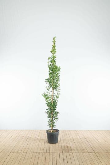 Quercus robur Fastigiate Koster beveerd 8/10