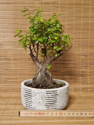 Sageretia bonsai (Sageretia theezans) - Hoogte (boom): 20 cm