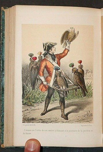 . - Les Petits Oiseaux Artistes Ou La Voliere Du