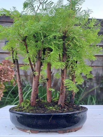 metasequoia bos in bonsaischaal - Hoogte (boom): 28 cm -