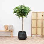 Green Bubble - Schefflera Gold Capella op stam - 210cm, Ophalen of Verzenden