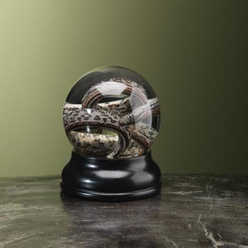 Slang op Sterk Water Taxidermie Opgezette Dieren By Max, Verzamelen, Ophalen of Verzenden, Nieuw, Reptiel of Amfibie, Opgezet dier