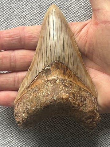 Megalodon-tand 11,9 cm - Fossiele tand - Carcharocles