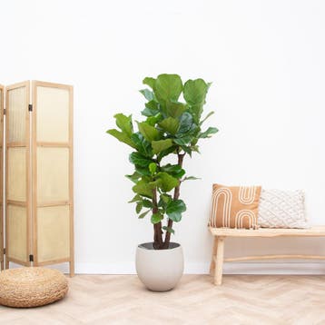 Green Bubble - Ficus Lyrata vertakt - 170cm - Ø34 cm, Ophalen of Verzenden