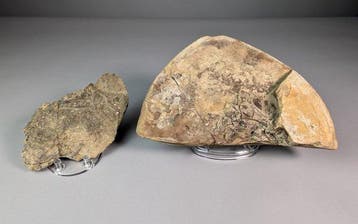 Claudiosaurus Fossiele Resten op Matrix - Fossiele, Verzamelen, Mineralen en Fossielen