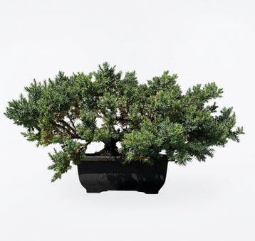 Jeneverbes bonsai (Juniperus) - Hoogte (boom): 18 cm -