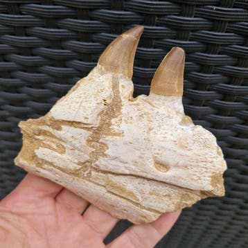 Fossil mosasaur jaw - Gefossiliseerde kaak - Mosasaurus, Verzamelen, Mineralen en Fossielen