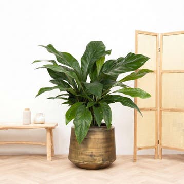 Green Bubble - Anthurium Jungle King struik - 100cm - Ø35 cm, Huis en Inrichting, Ophalen of Verzenden