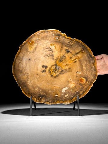 C - Prachtige plak van zeldzaam rood versteend hout op een