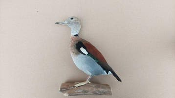 Eend Taxidermie volledige montage - Mandarin duck - 30 cm -, Nieuw