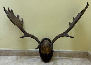 Hert Hoorns - Cervus elaphus - 64 cm - 60 cm - 60 cm, Nieuw