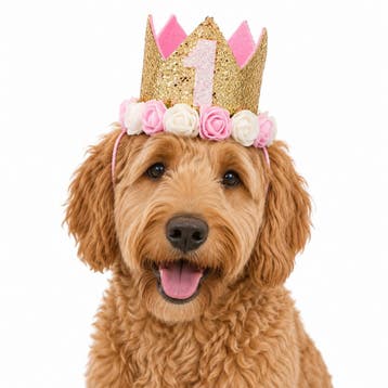 Honden verjaardagshoedje goud wit roze 1, Ophalen of Verzenden, Nieuw, Overige typen