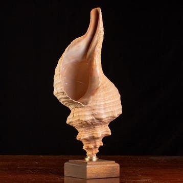 Zeldzame Triplofusus giganteus - Zeeschelp - Triplofusus
