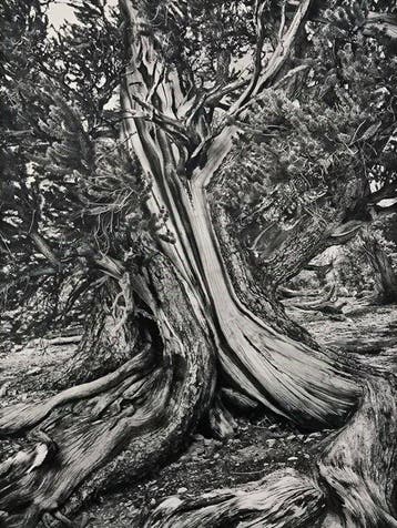 Sebastião Salgado - Ancient Bristlecone Pine Forest in the
