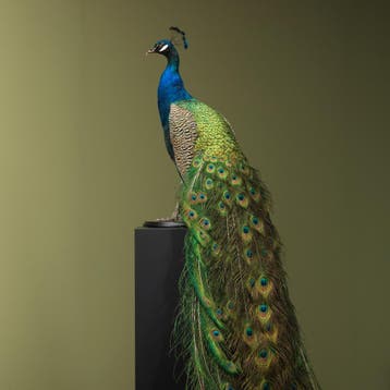 Blauwe Pauw Taxidermie Opgezette Dieren By Max, Verzamelen, Dierenverzamelingen, Ophalen of Verzenden, Nieuw, Vogel, Opgezet dier