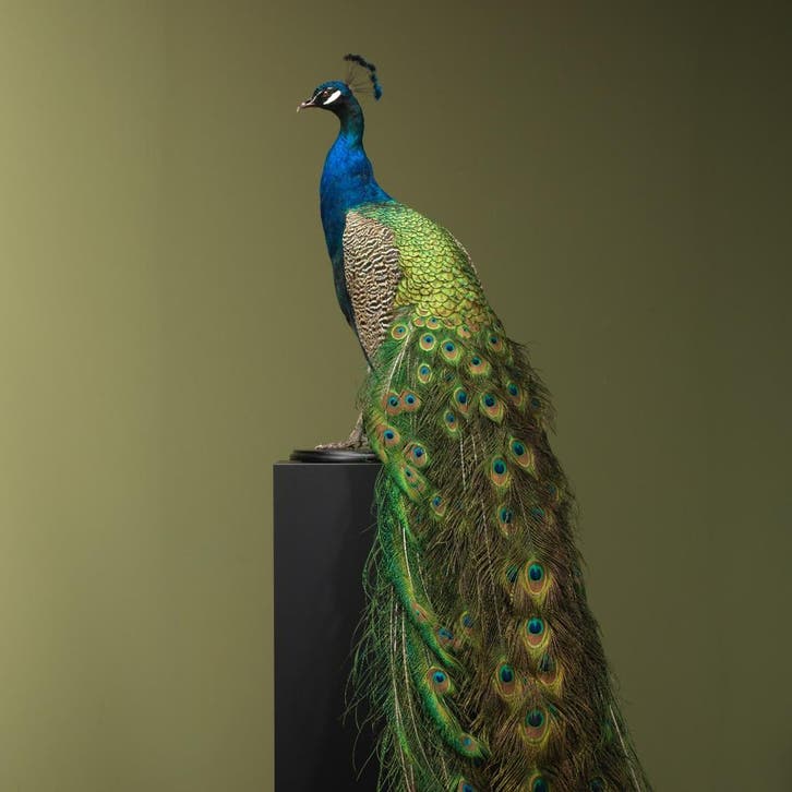 Blauwe Pauw Taxidermie Opgezette Dieren By Max, Verzamelen, Dierenverzamelingen, Opgezet dier, Nieuw, Vogel, Ophalen of Verzenden