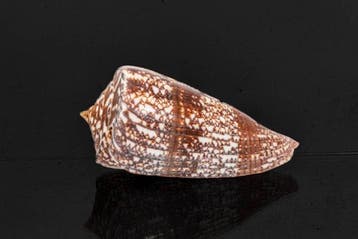 Zeeslak GEM  Skelet - Conus amadis - der Nachtjäger  - 0, Verzamelen, Nieuw