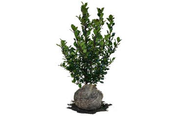 Hulst Blue Prince, Blauwe Hulst, Wintergroen en Winterhard!, Tuin en Terras, Ophalen of Verzenden, Hulst, Haag, Minder dan 100 cm