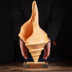 Extra grote maat, zwaar Australisch, of valse trompet -