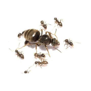 Lasius niger kolonie, koningin en 5-10 werksters, Dieren en Toebehoren